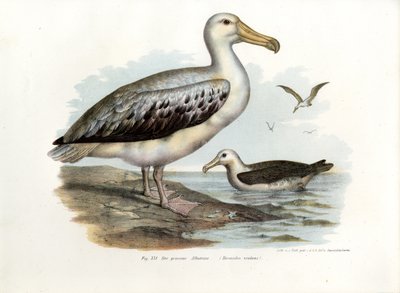 Albatros urlatore da German School